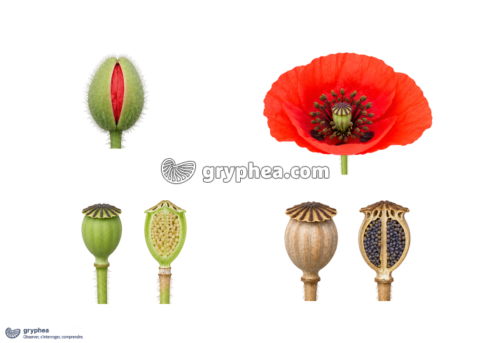 De la fleur au fruit chez le Coquelicot - planche non légendée - gryphea.com